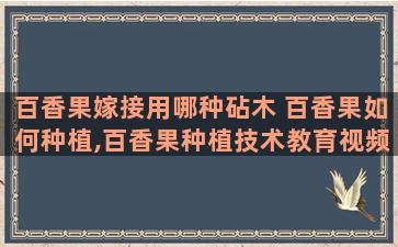 百香果嫁接用哪种砧木 百香果如何种植,百香果种植技术教育视频